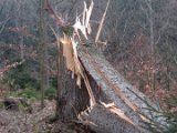 Nach Orkan Friederike - Zw. Dassel u. Erholungsheim  (36)